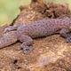 Image for article titled These Animals Skin Themselves Alive To Escape Death